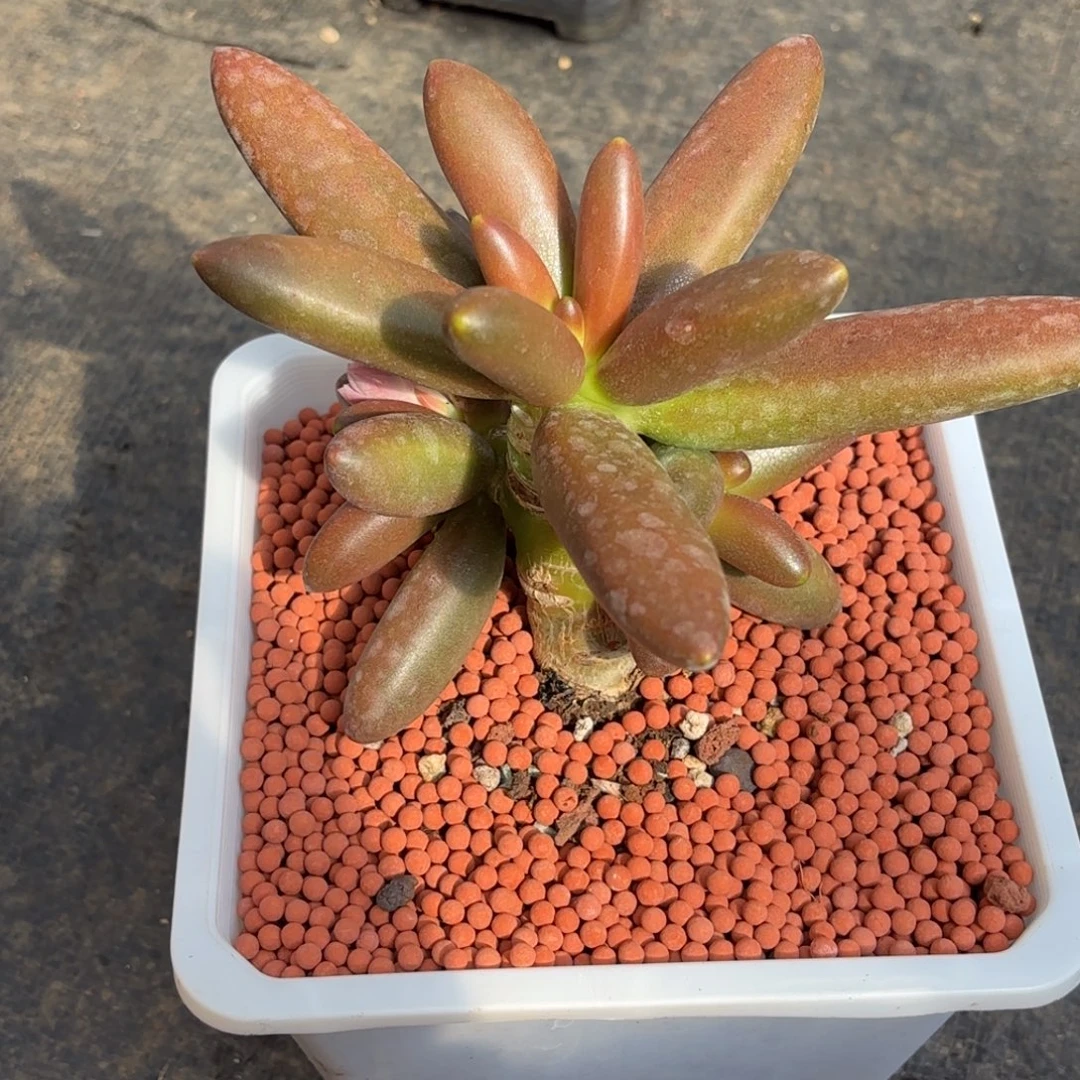 多肉植物叶子奶3头