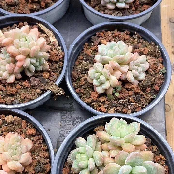 81。百达翡翠群。福利多多