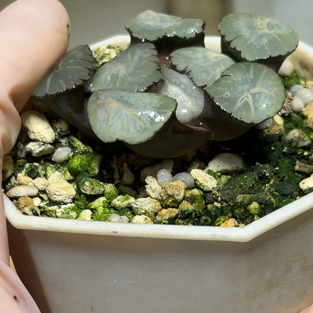 恭喜发财大吉大利0183马萨林多肉