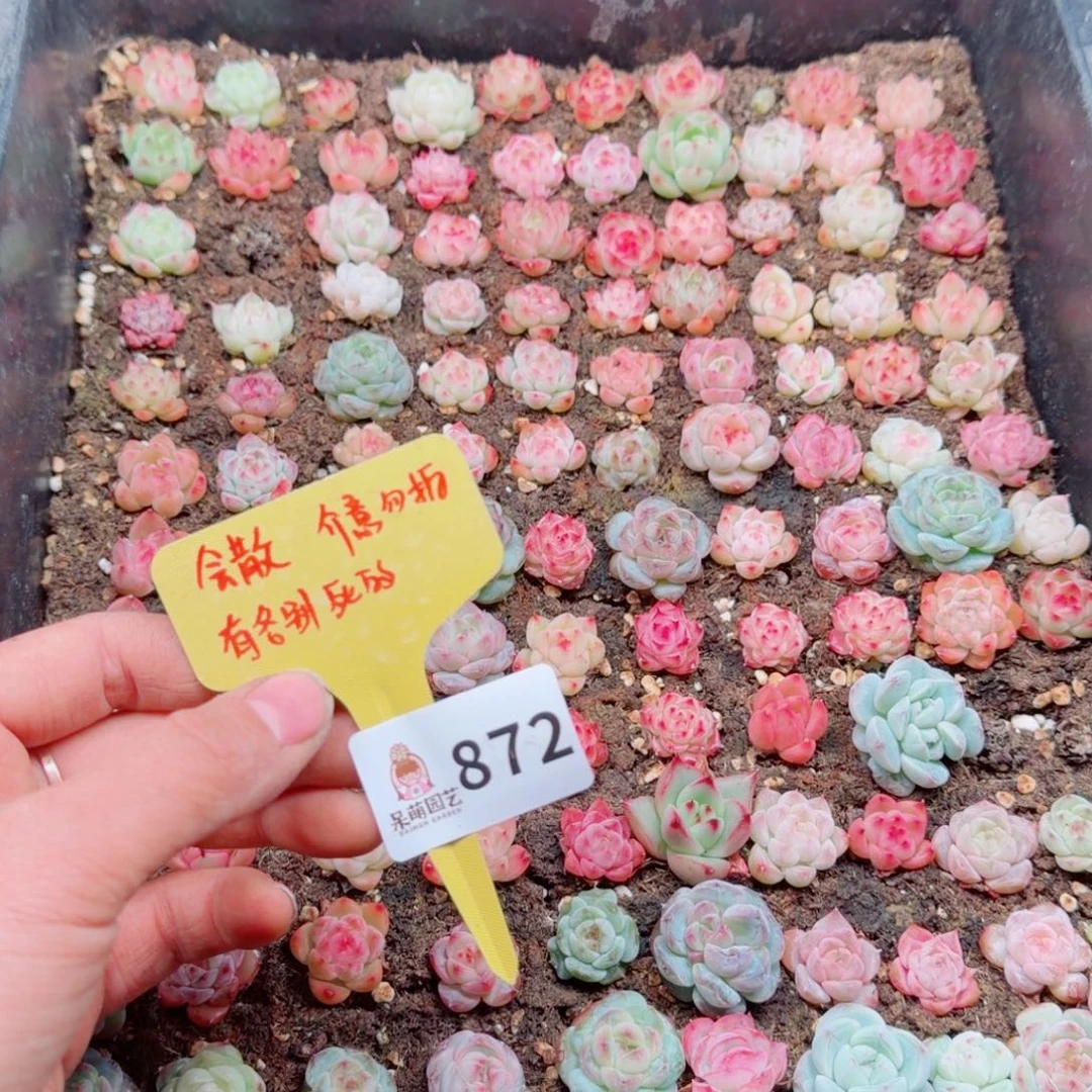 多肉植物多肉植物