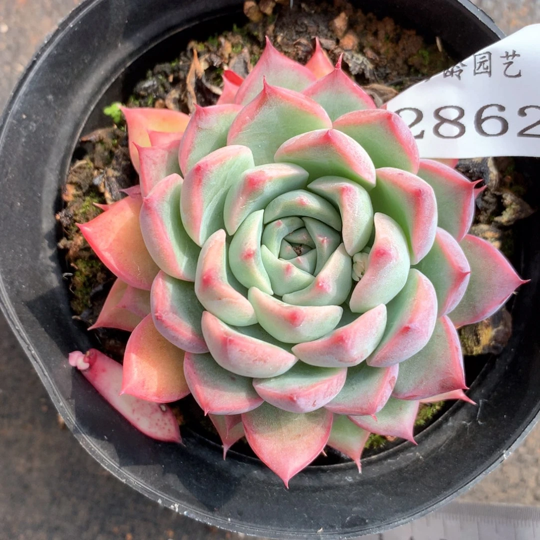 张*然2862杂交多肉植物