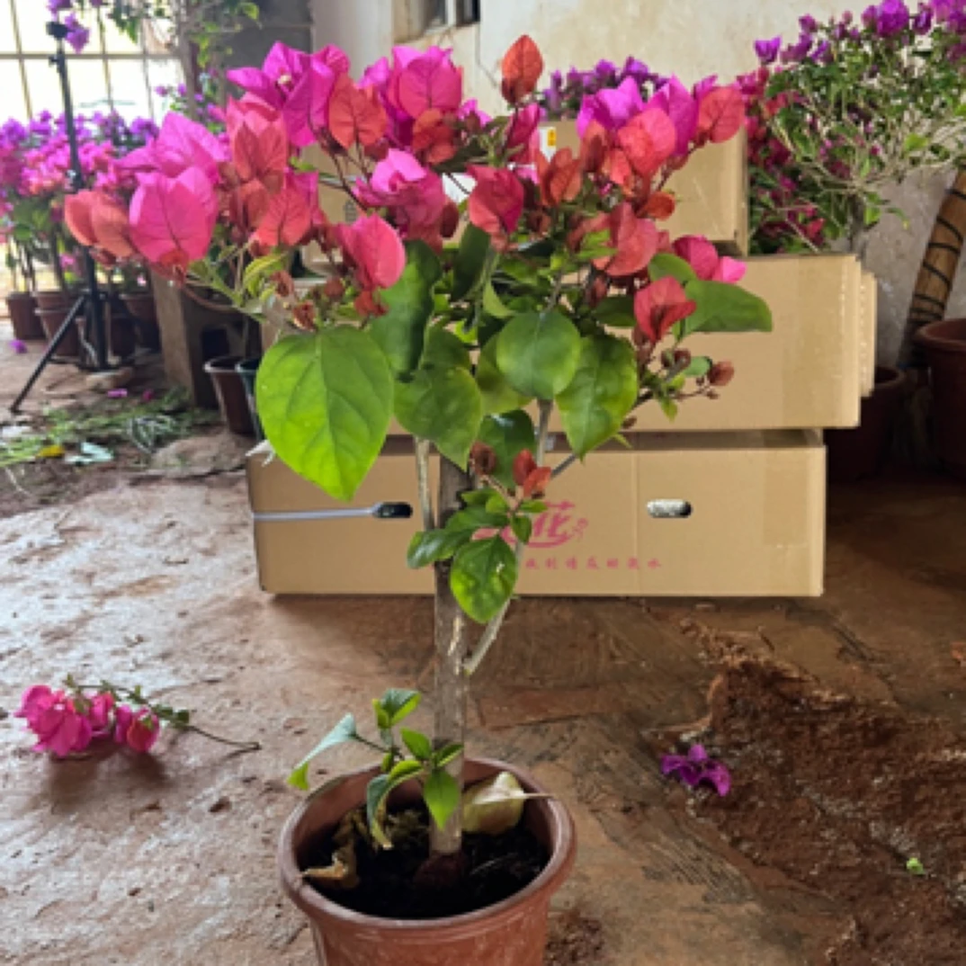 四季同安红三角梅，运输途中会落花落叶，介意慎拍