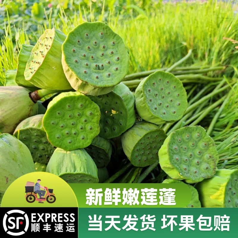 新鲜莲蓬江西当季水果莲蓬嫩莲子米孕妇现摘生莲蓬青莲子清甜包邮