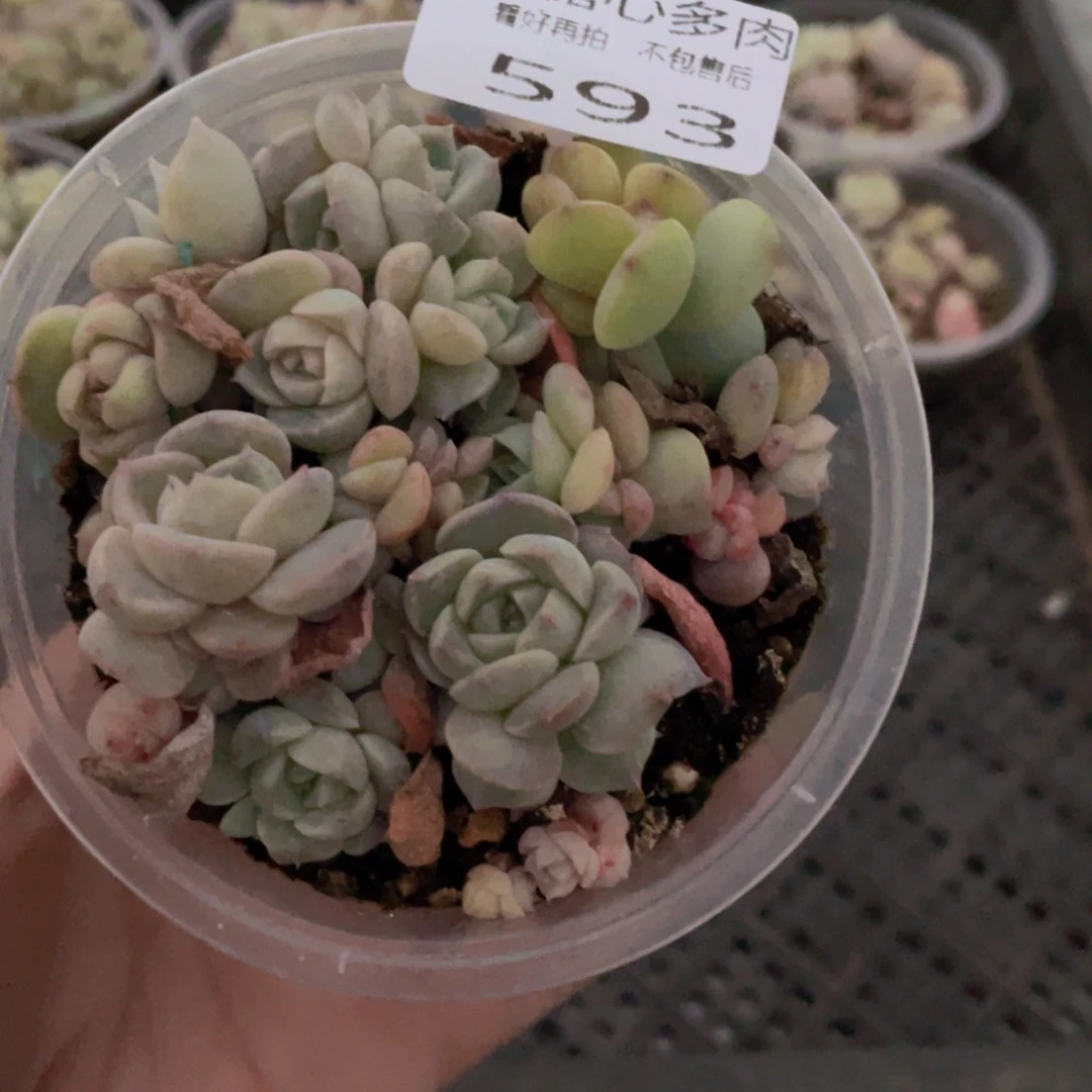 云糖心多肉植物593