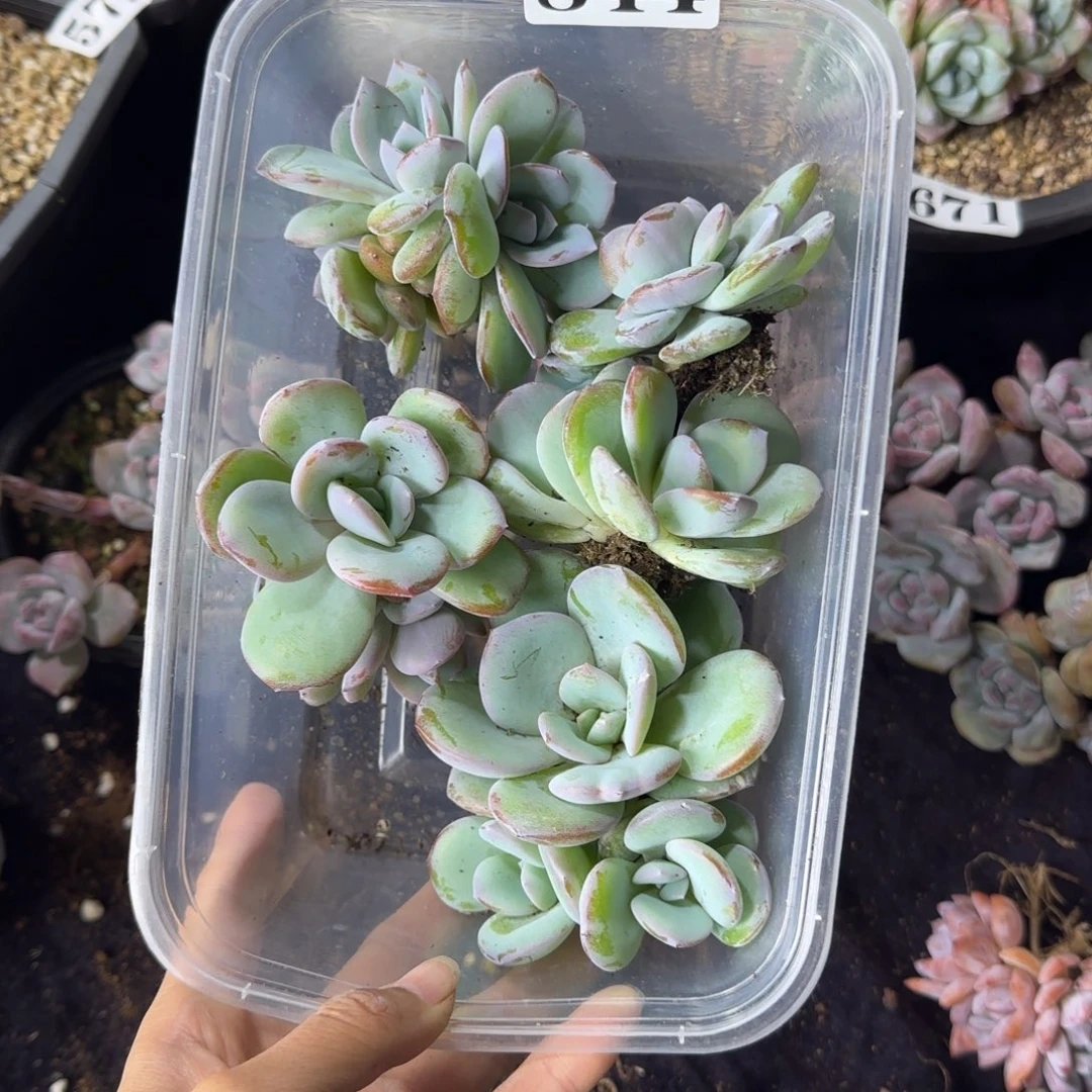 柠****韩版奶茶5颗三头一物一拍844