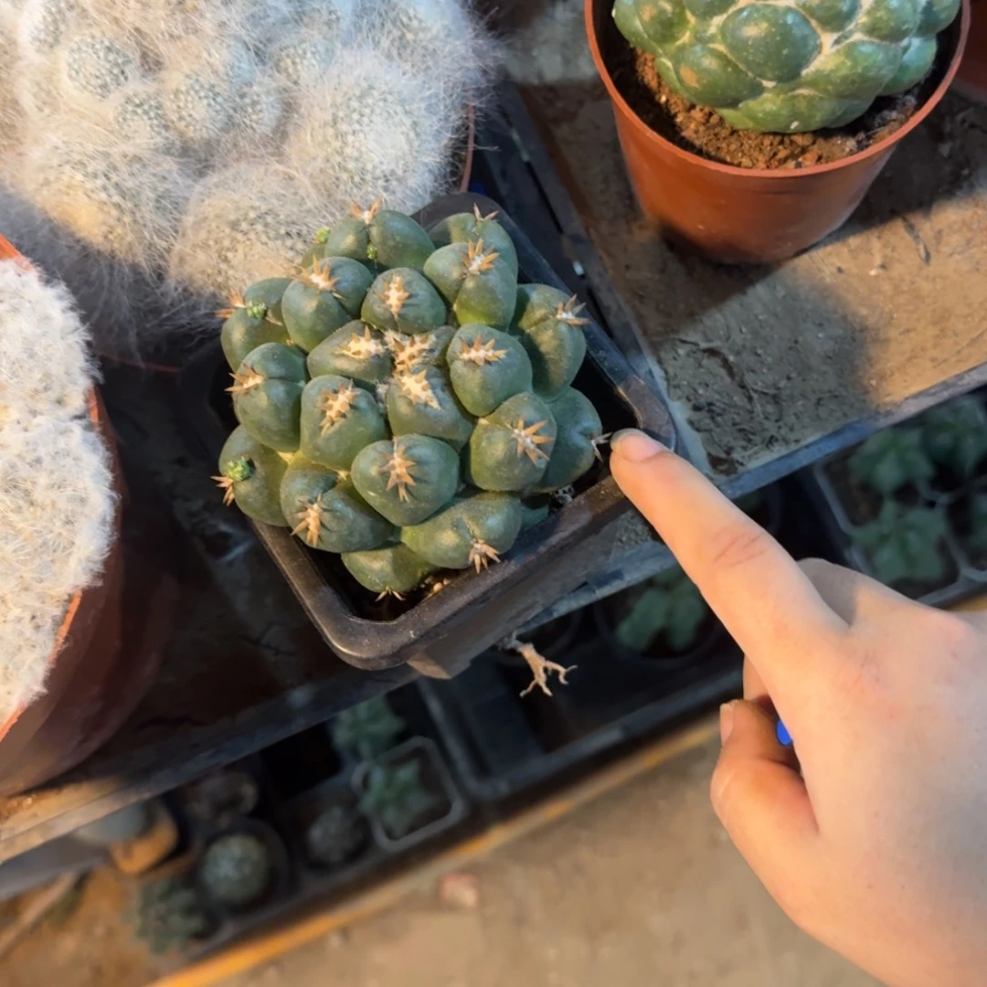 吕***刁可口可乐了可口可乐