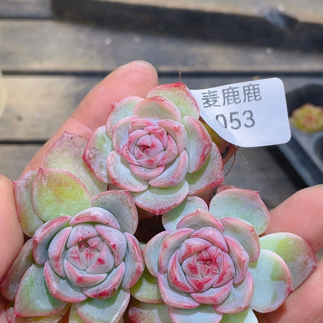 奶***葵053。 定。