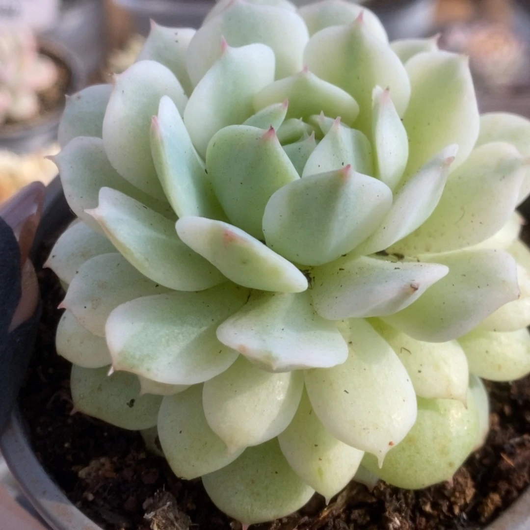 444静夜锦锦锦锦锦