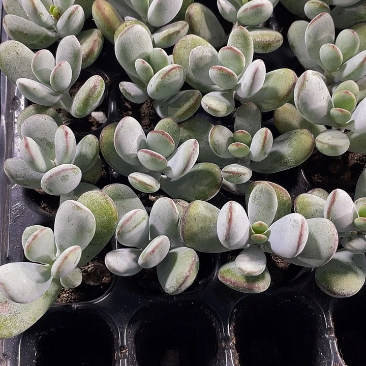 小乒乓1元带土发货