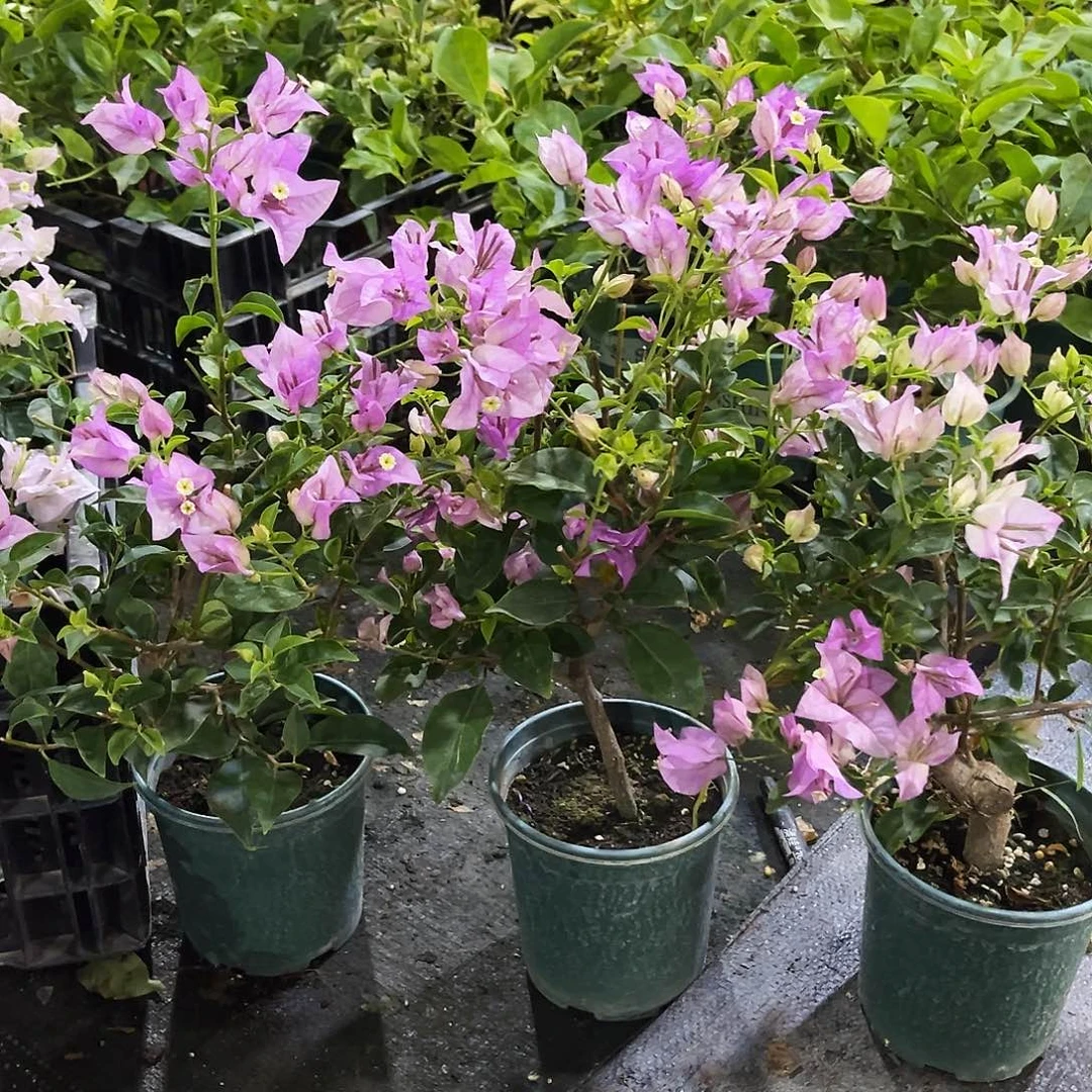 当前无花栽培后可以开花雪紫掌中宝一颗