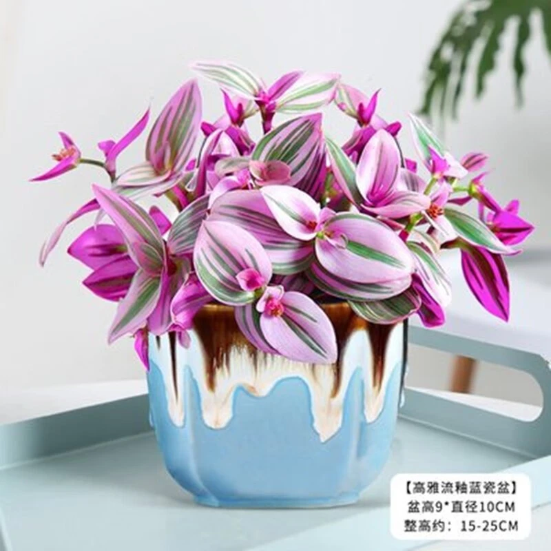 油画婚礼吊兰大棵多肉锦紫露兰桌面花卉室内阳台绿植盆栽水培植物