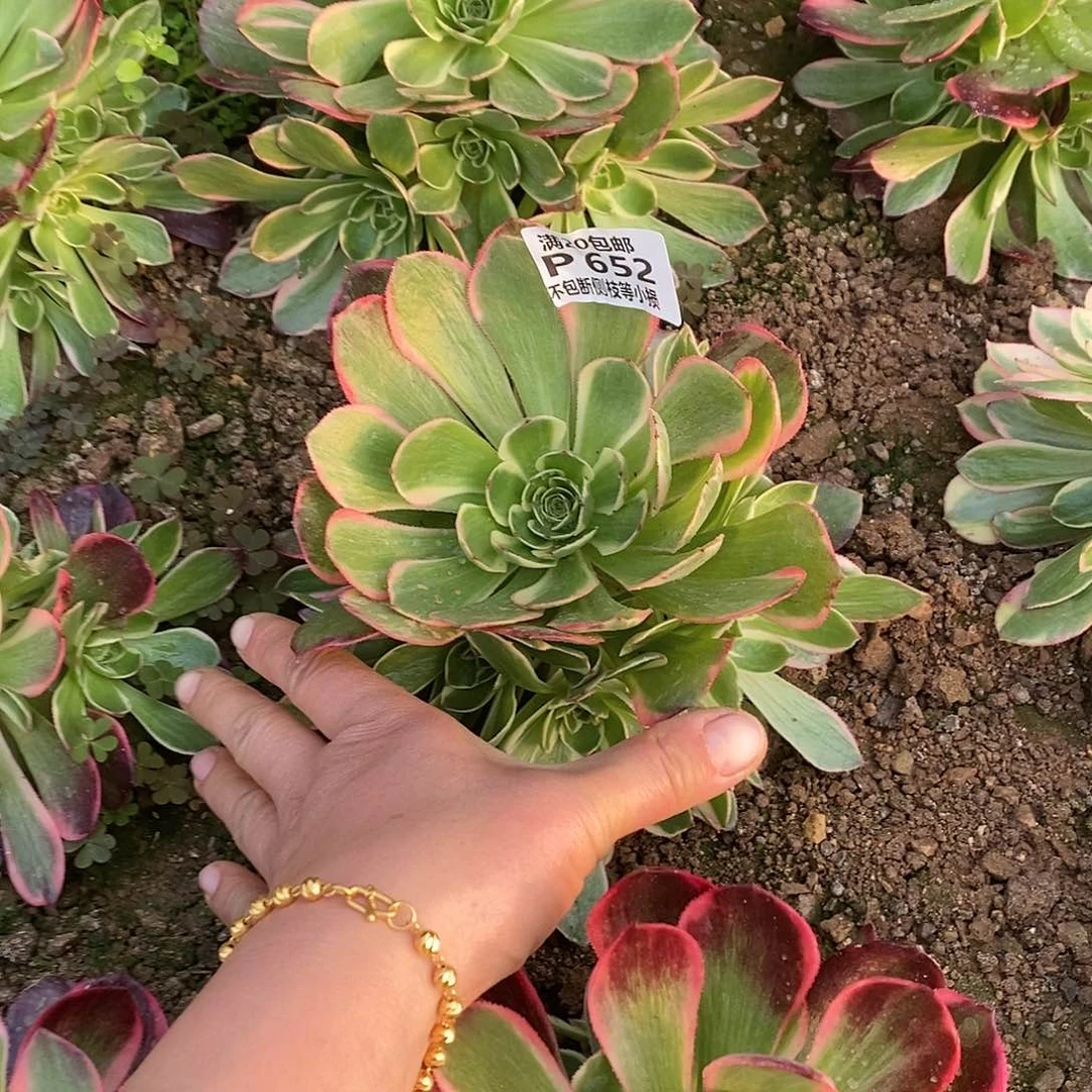 652粉花妖多肉法师锦量拍