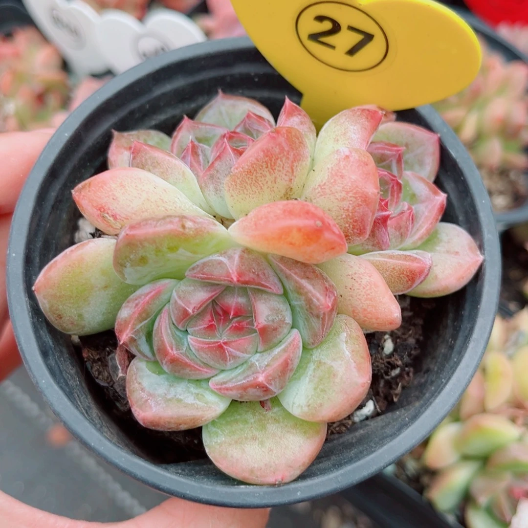 27号小老桩珍妮群