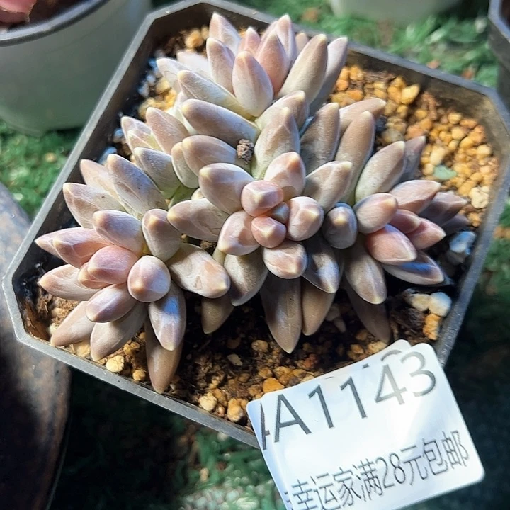 幸运的是我的朋友