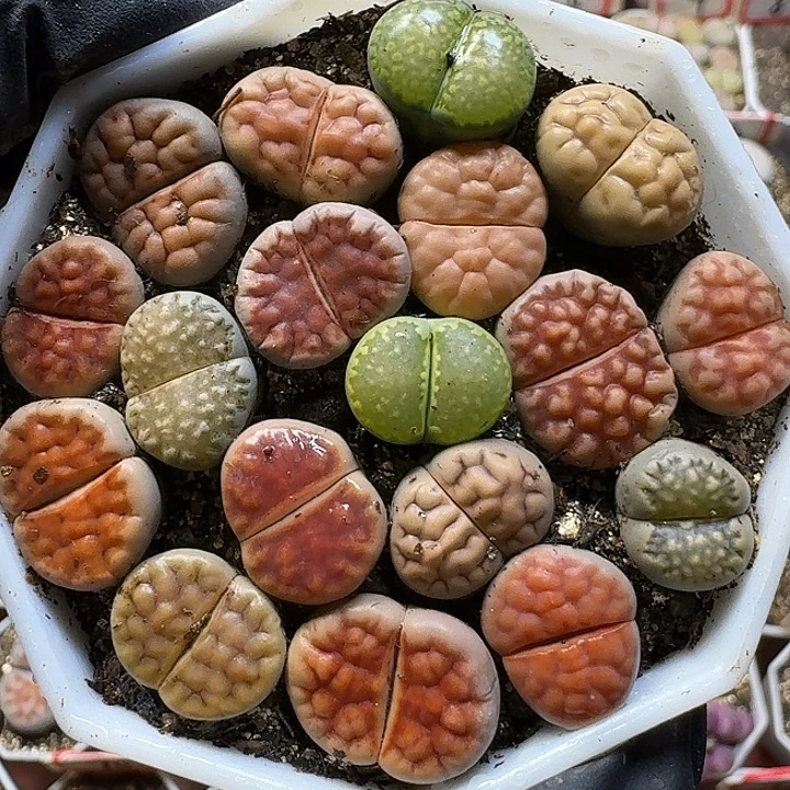 生石花1111。 11111。   117