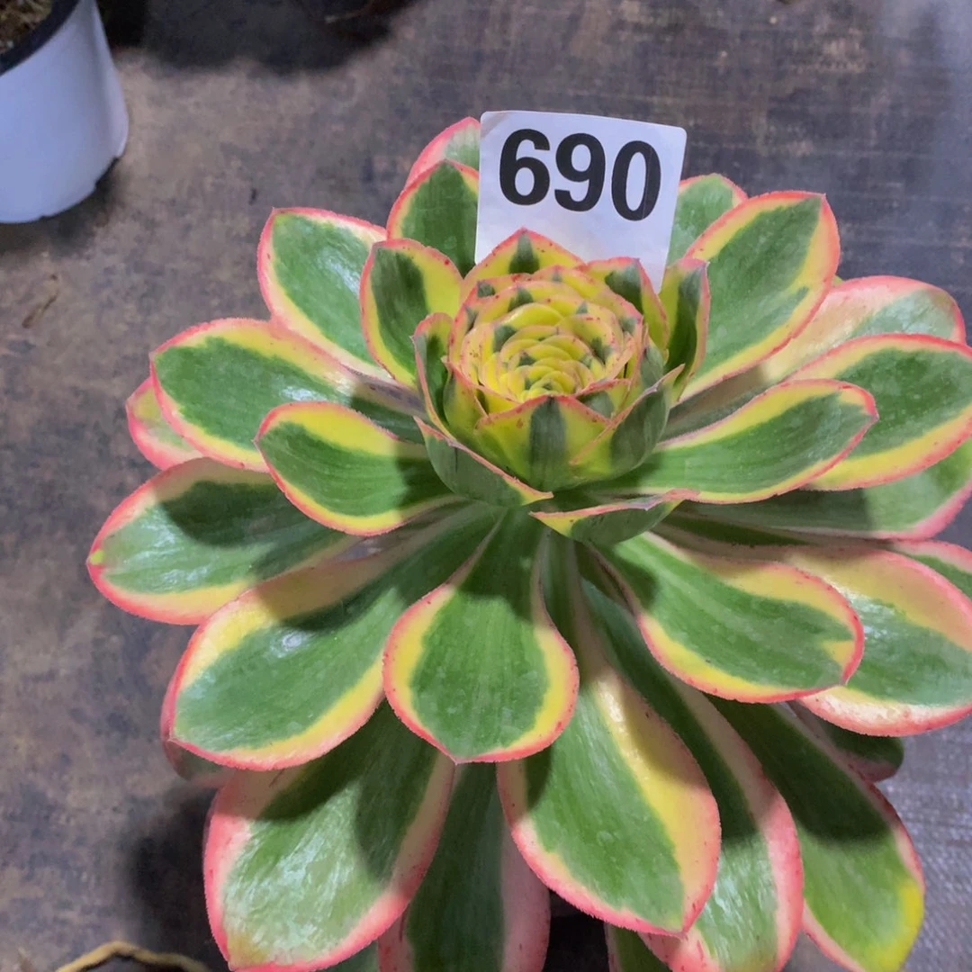 燕姿690带盆发货