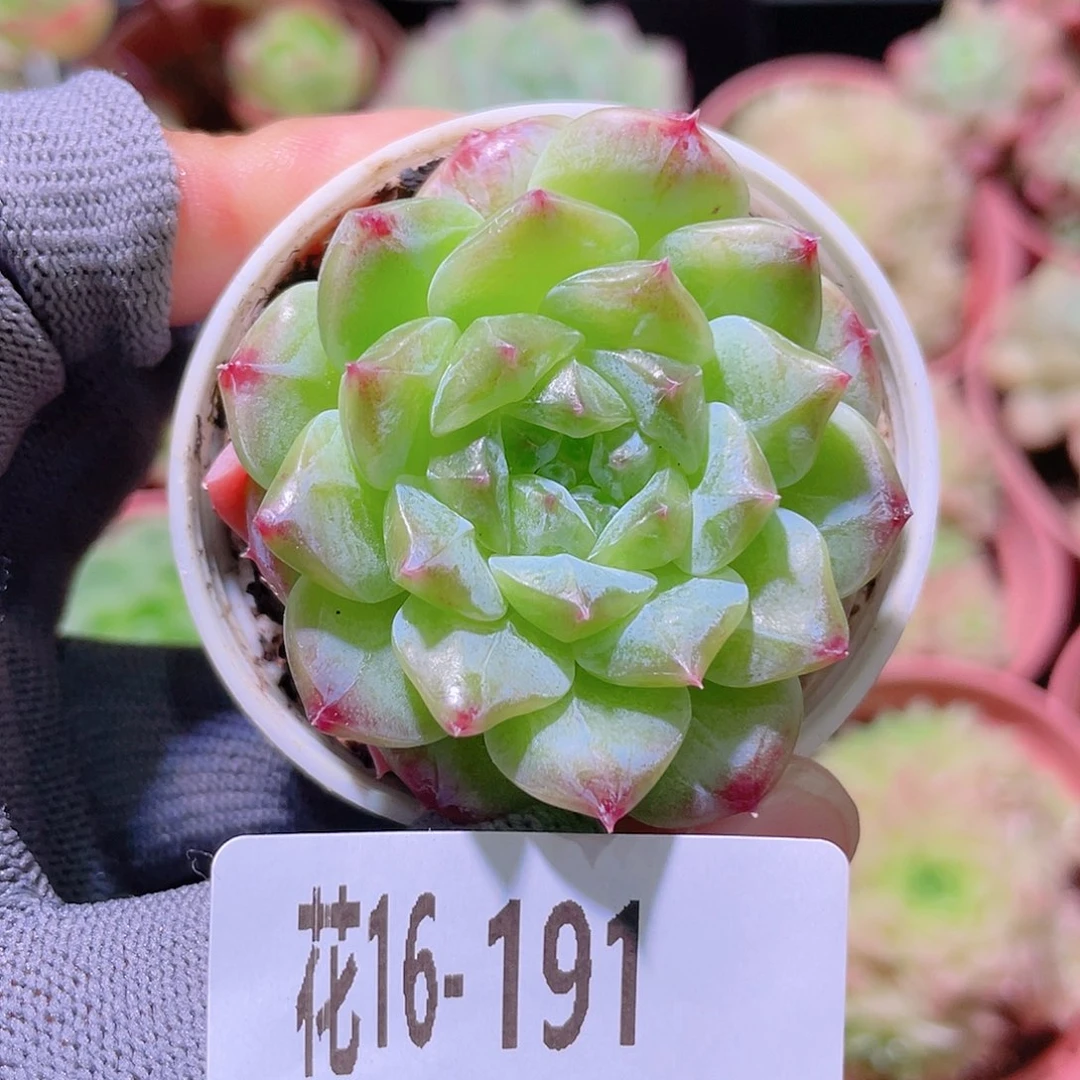 花利美16-191秘境冰魄