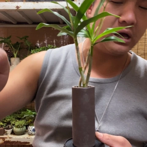 红陶一物一拍所见即所得106