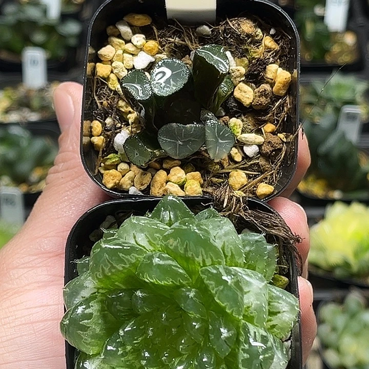 55玉龙万象锦+变异翠云玉露锦