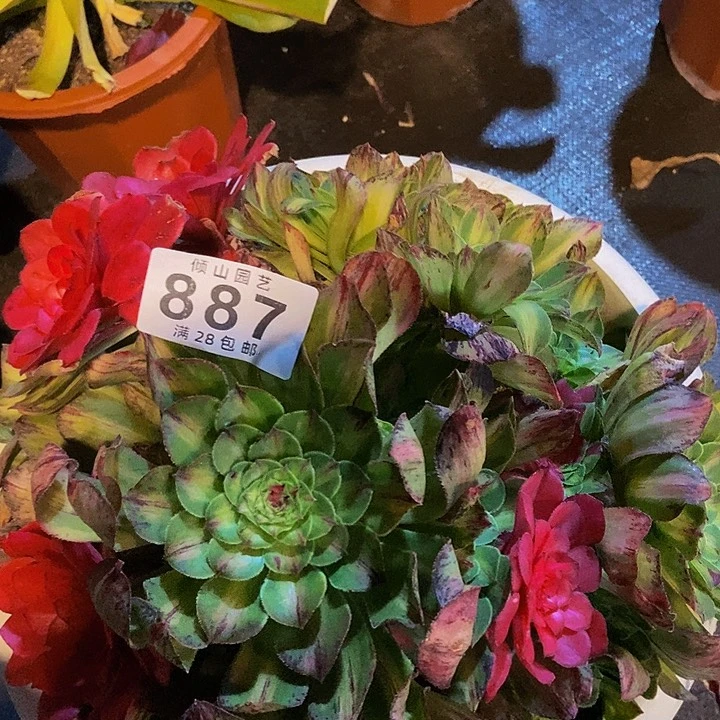 糖*苦887号多肉植物知否寄养