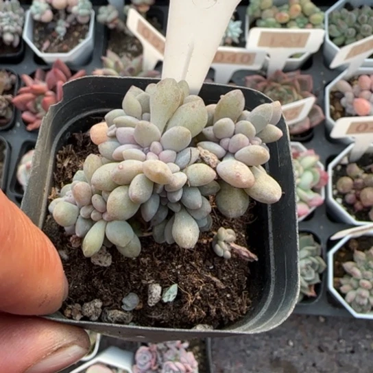 64醉美人缀多肉植物多