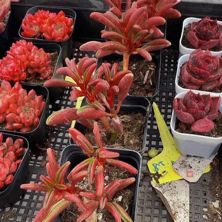 红背椒草带盆土发