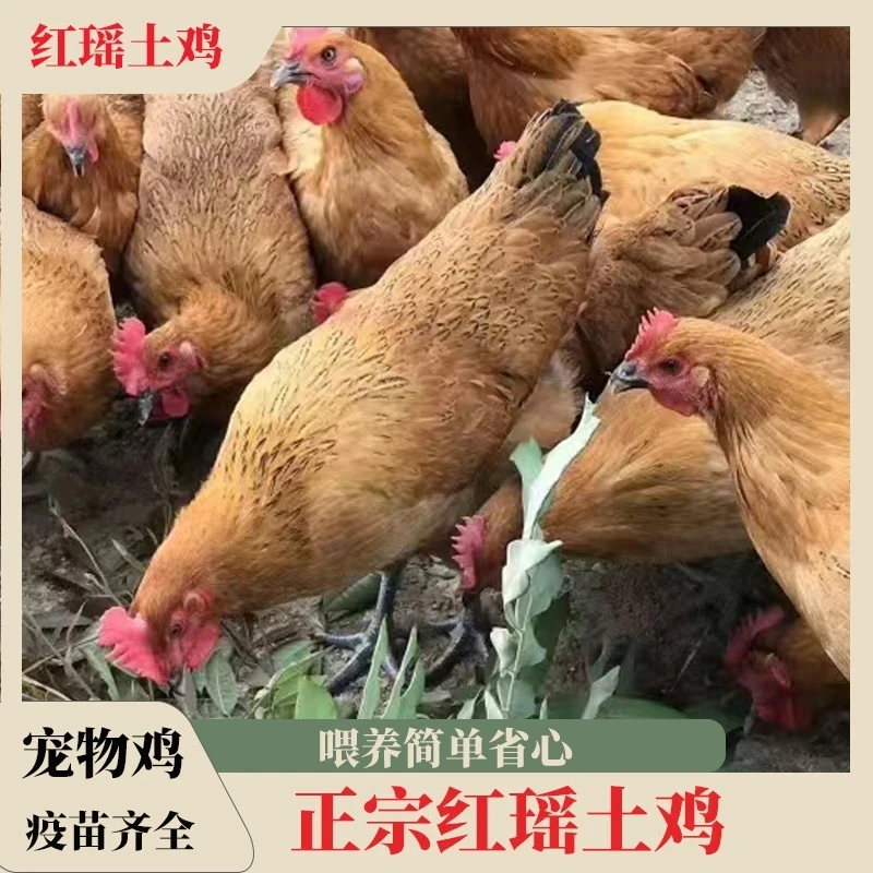 宠物鸡麻羽青脚鸡小土鸡小笨鸡