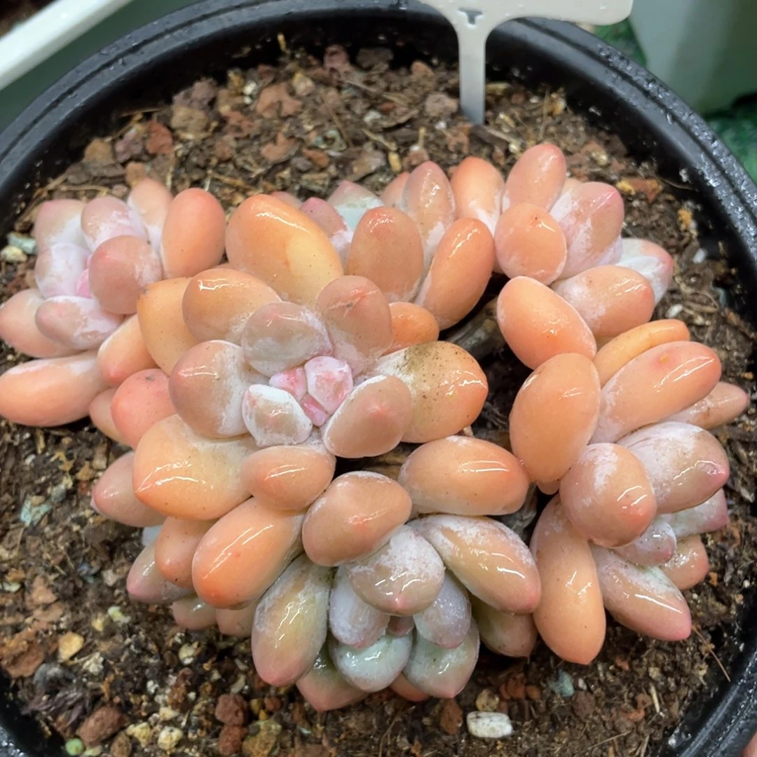 香水一物一拍28包邮非偏远