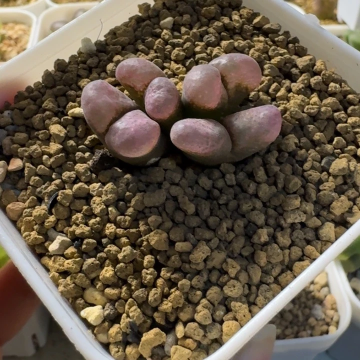 澎***鱼多肉............116