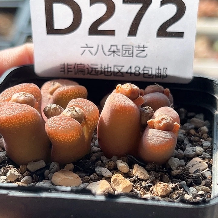 ꧁****2颗风铃1111111多肉