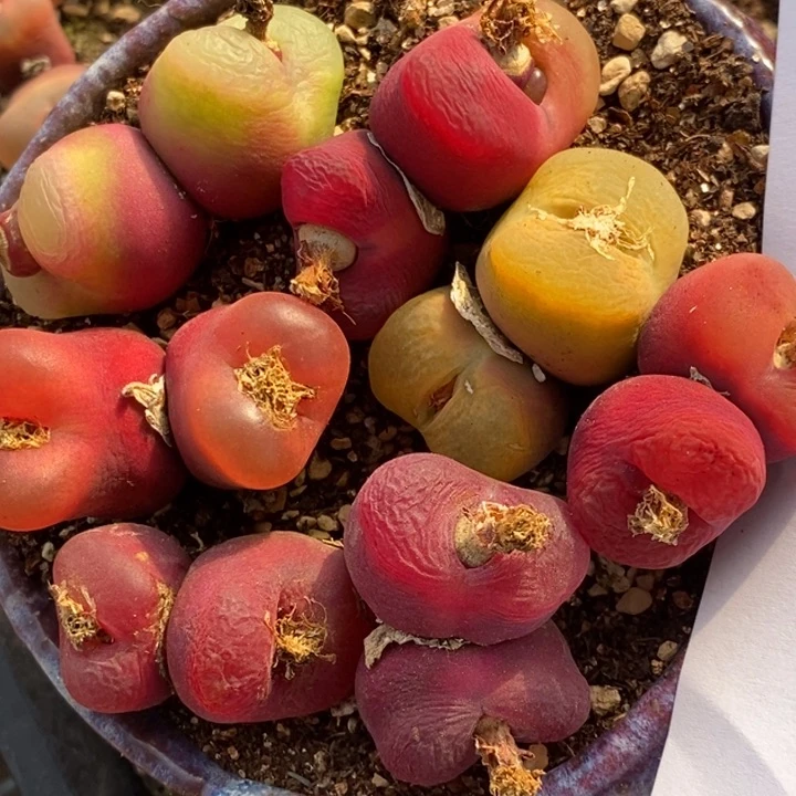 2047一组双头一组