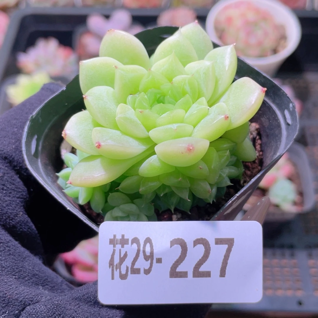 花利美29-227麦秆群