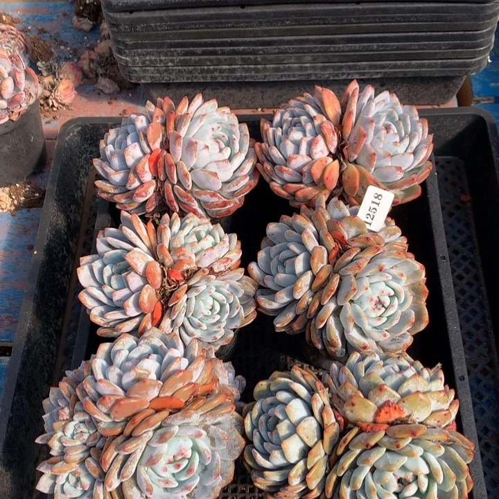 12518六个嗯嗯嗯嗯嗯嗯嗯好喜欢