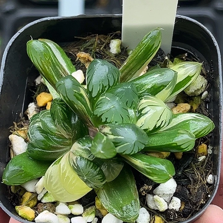135多头老川玉露锦