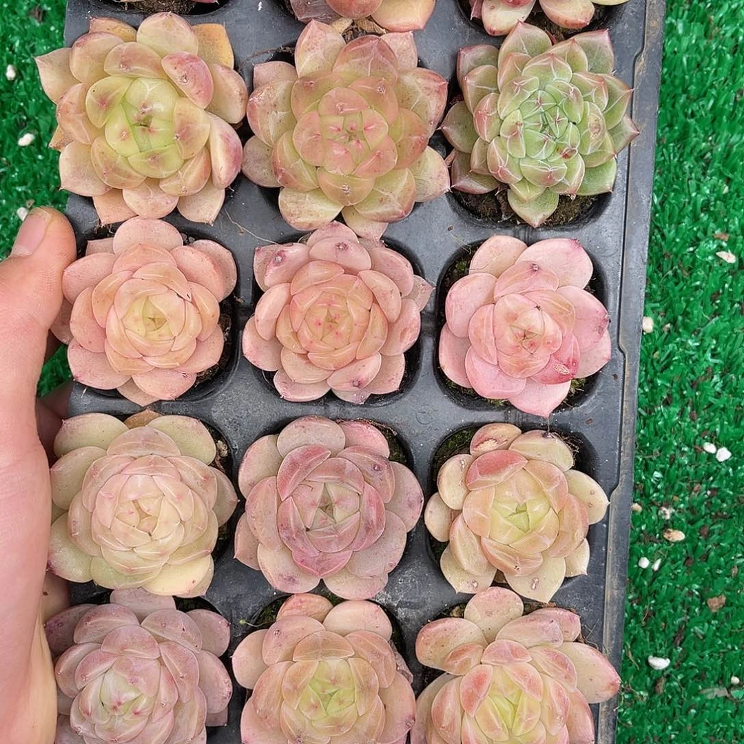 多肉一物一拍30-42