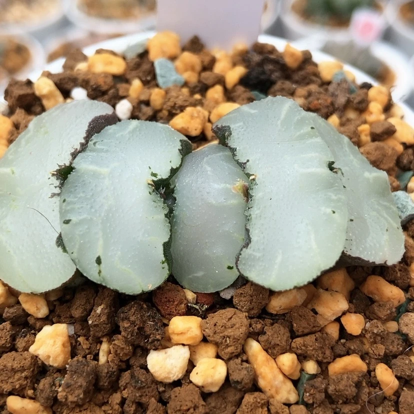 【闪购商品】旷月27