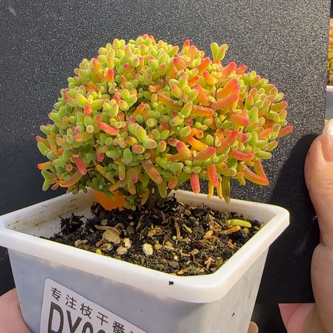dy0985精控蜜橘老桩直杆三岔冠服8cm
