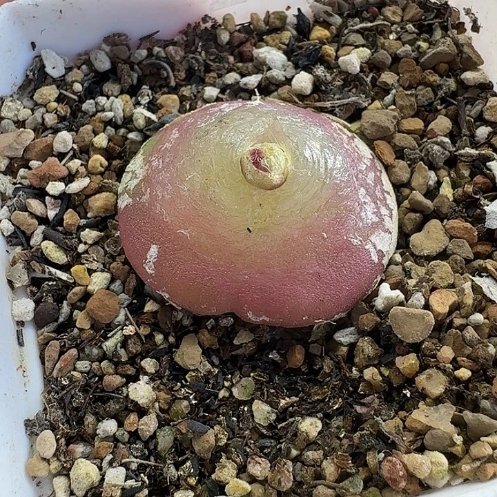 老马生石花3.4灯泡母本1241