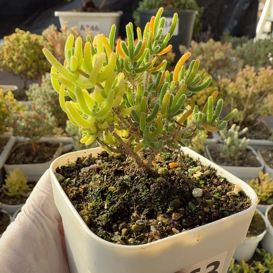 A363荧光兔阴阳锦