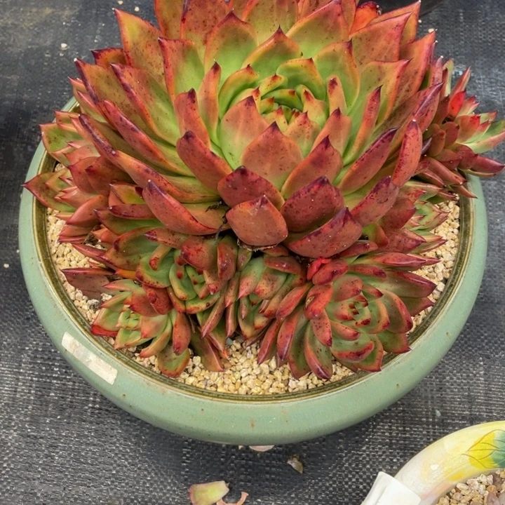 烟***灰弥鹿之森一物一拍