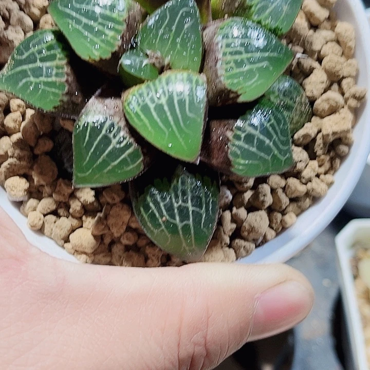 红酒克新手好养的
