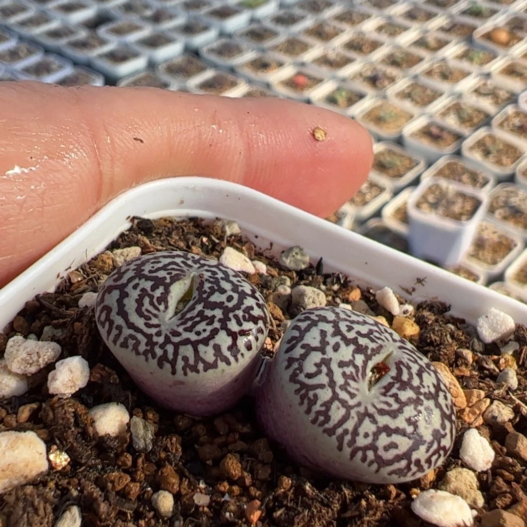 多肉植物百科1259