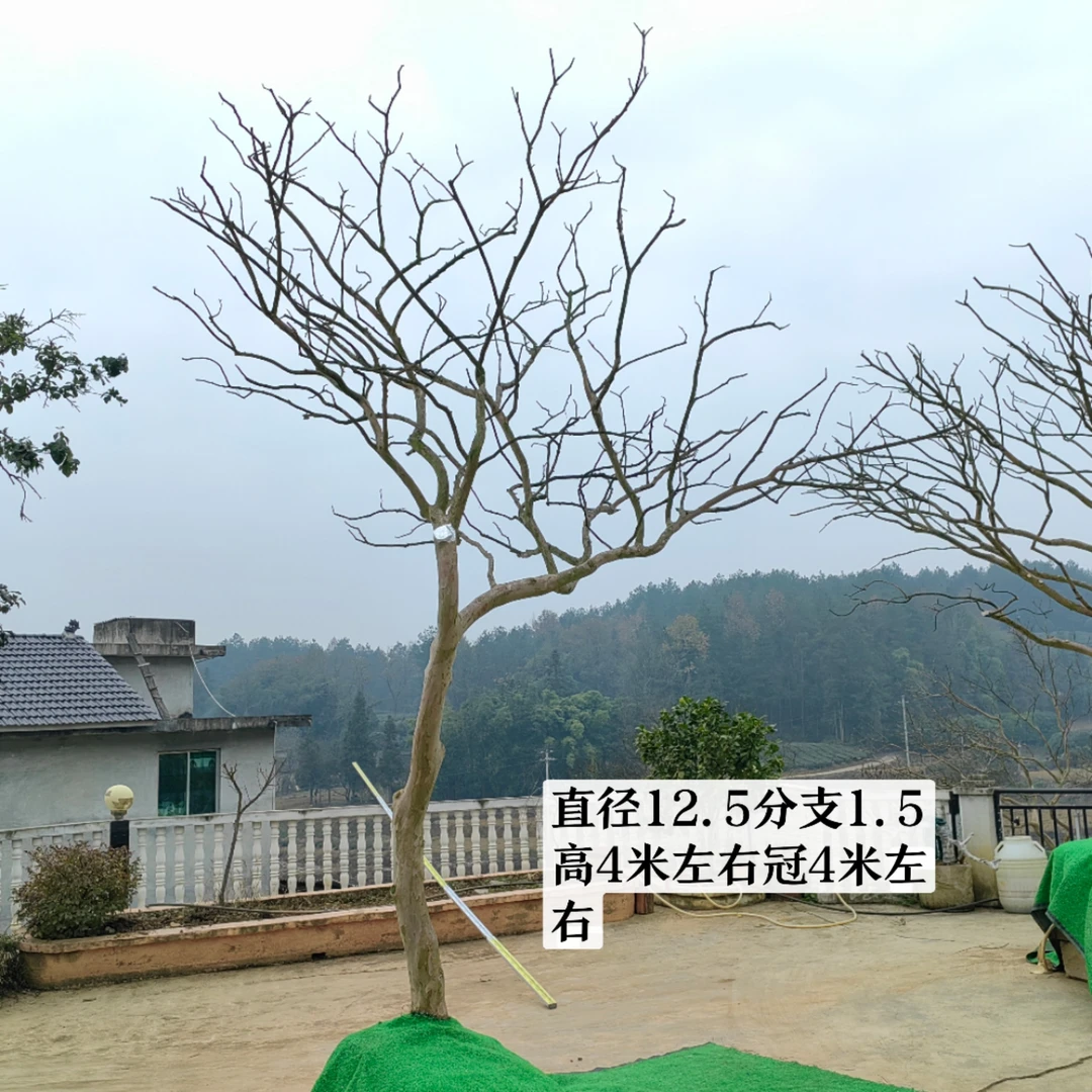 贵州原生红花紫薇