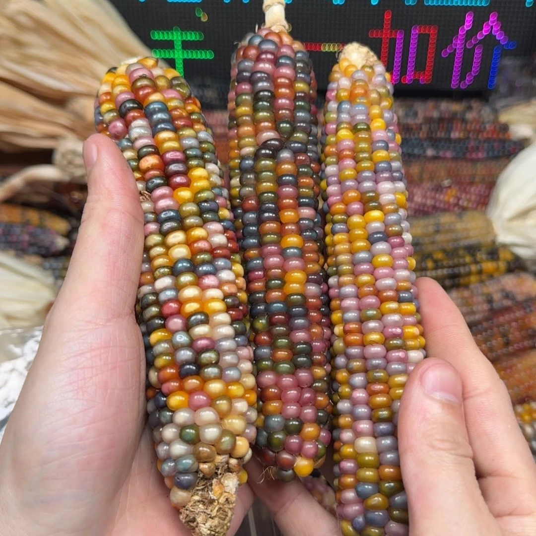 柏香籽/百香籽吊坠。**o