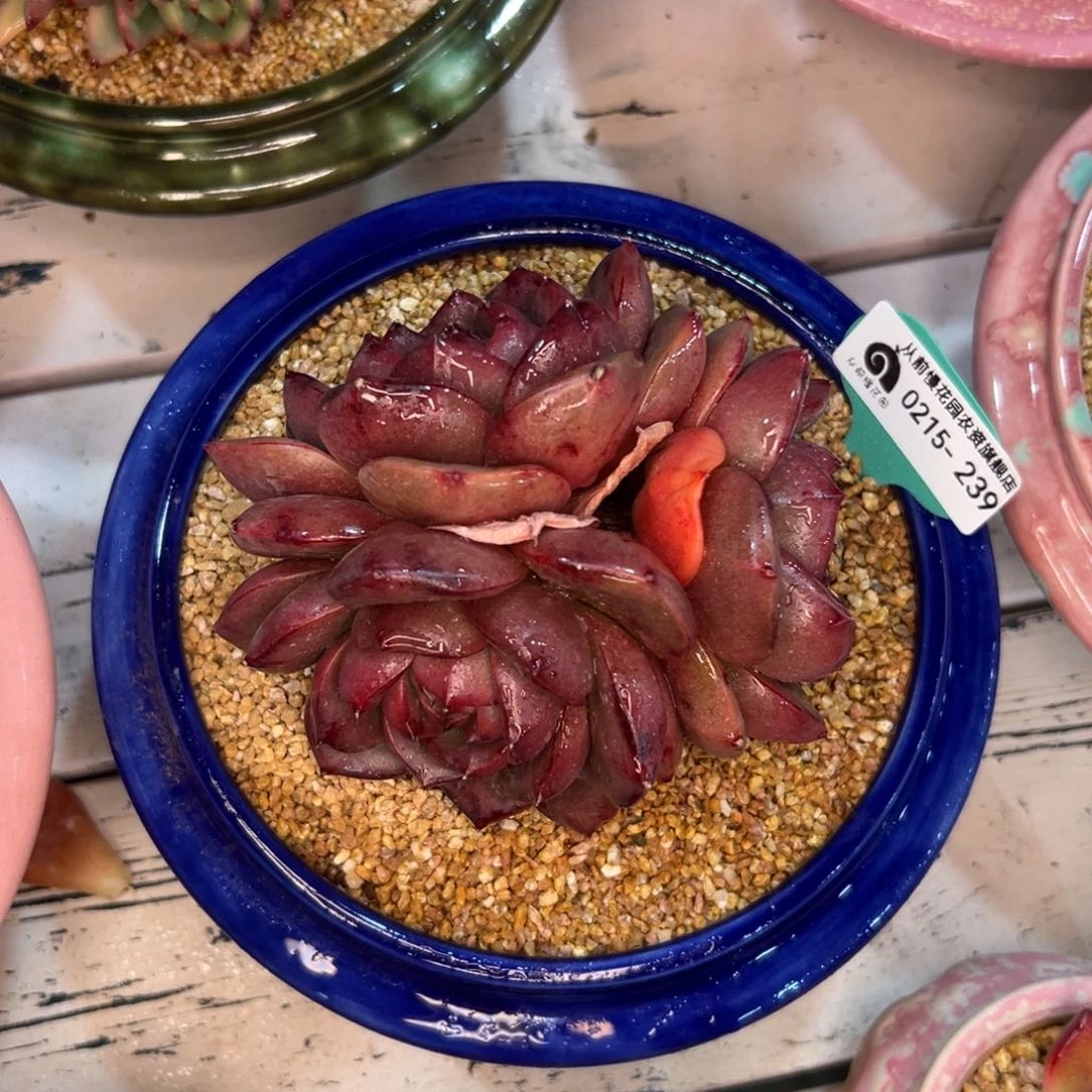 随*?多肉一物一拍0215-239