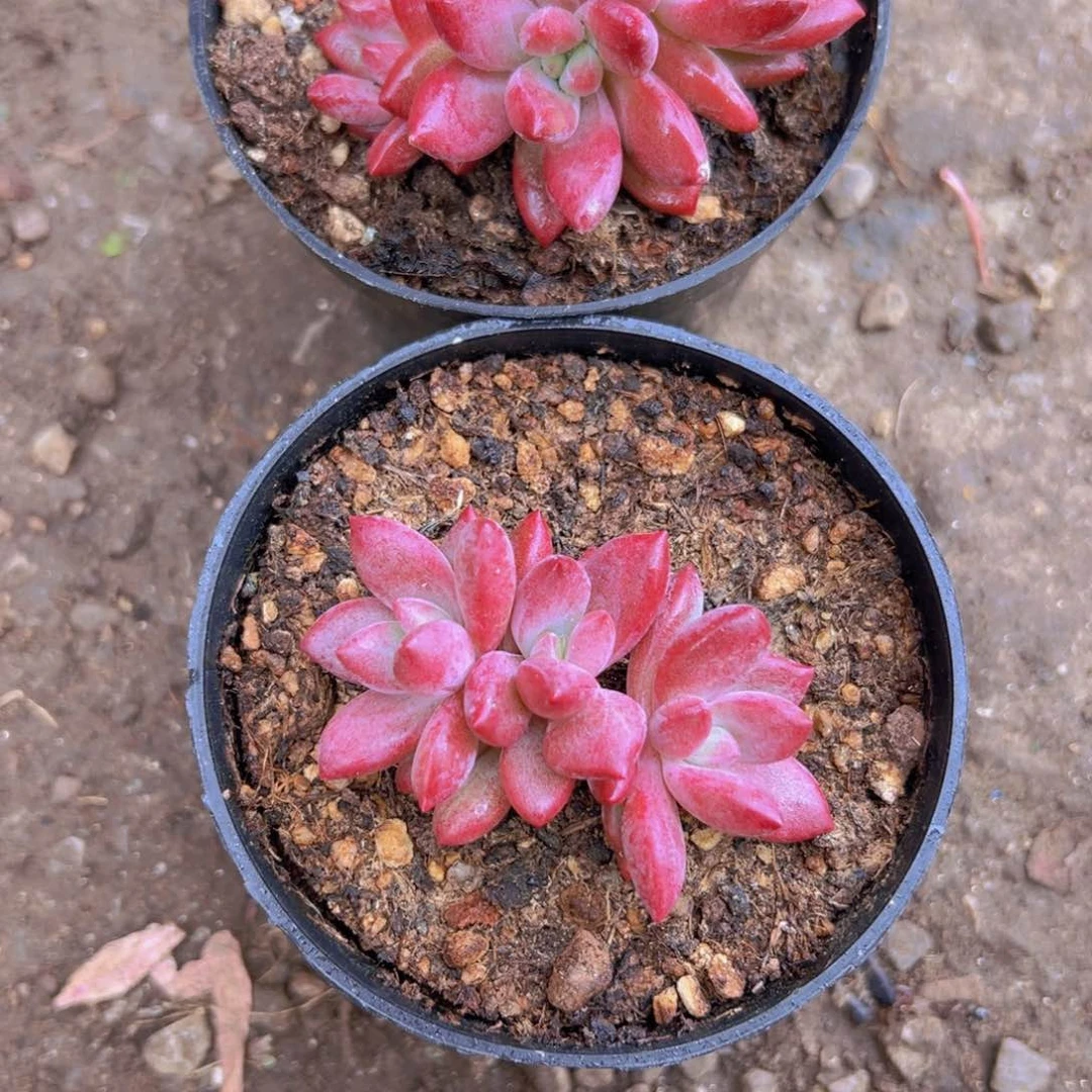 最*多肉植物两棵111