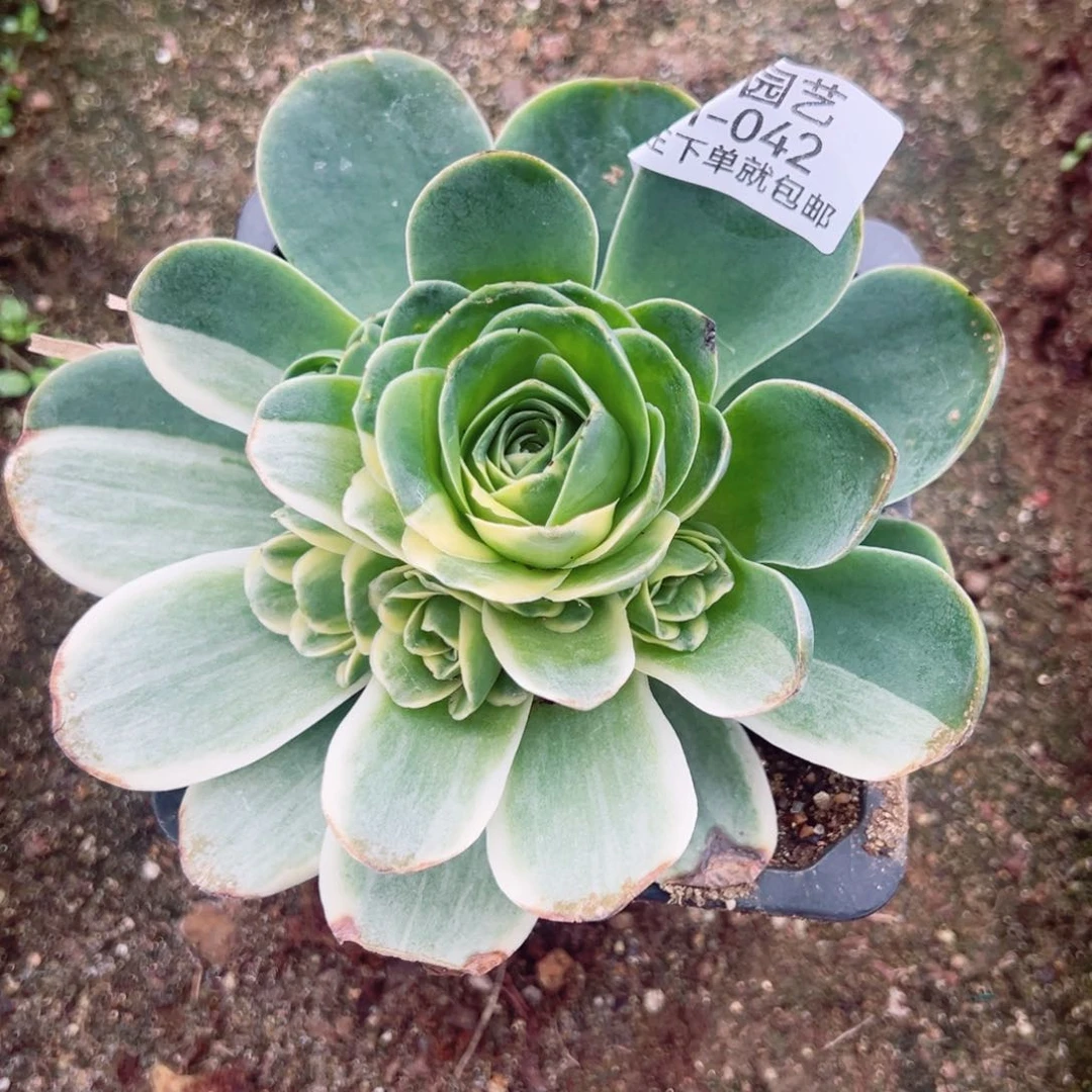 山地玫瑰锦阴阳多肉植物042