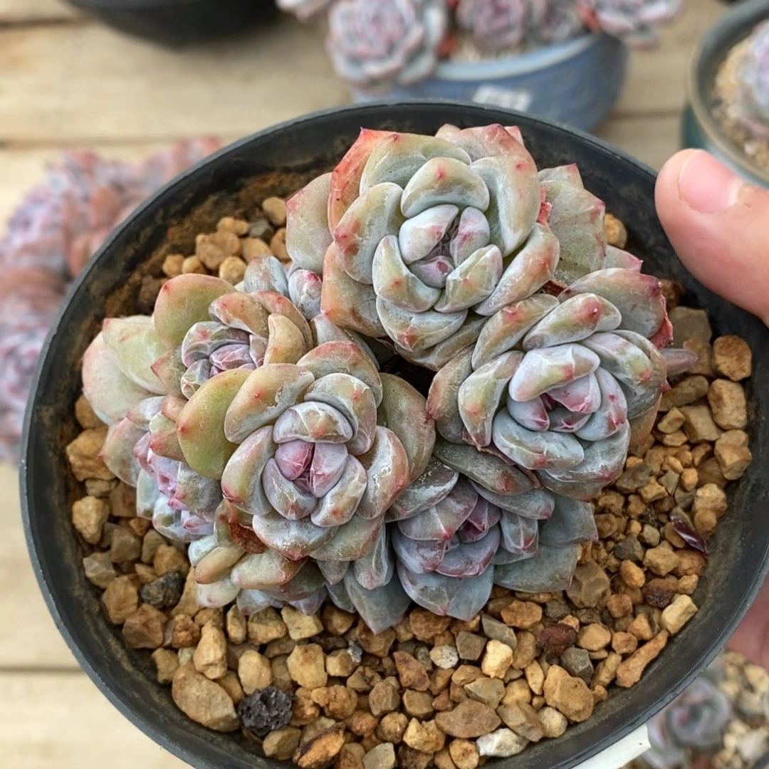 十四头绿底紫心小脸