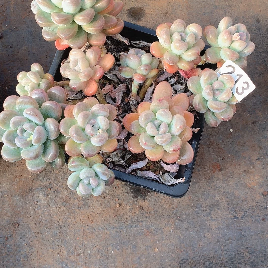 213香玉 一物一拍多肉