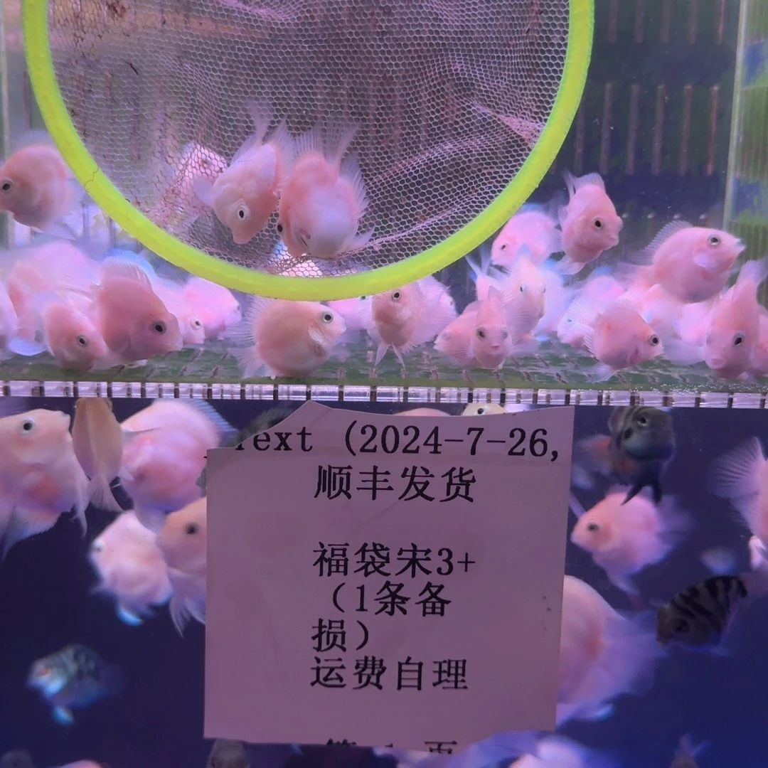 大***咩鹦鹉鱼白金迷你鹦鹉两条